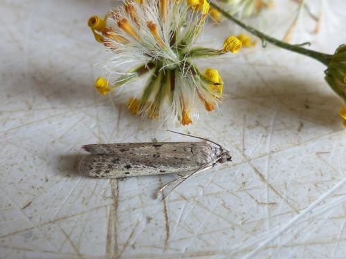 Réf. 210 335 : Phycitodes maritima